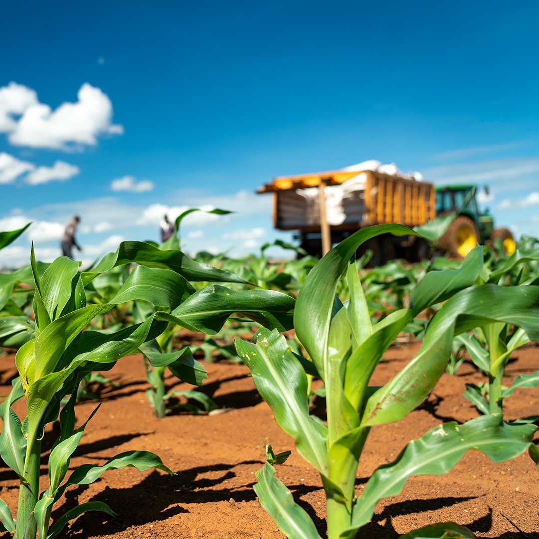 maize farming business plan in south africa pdf