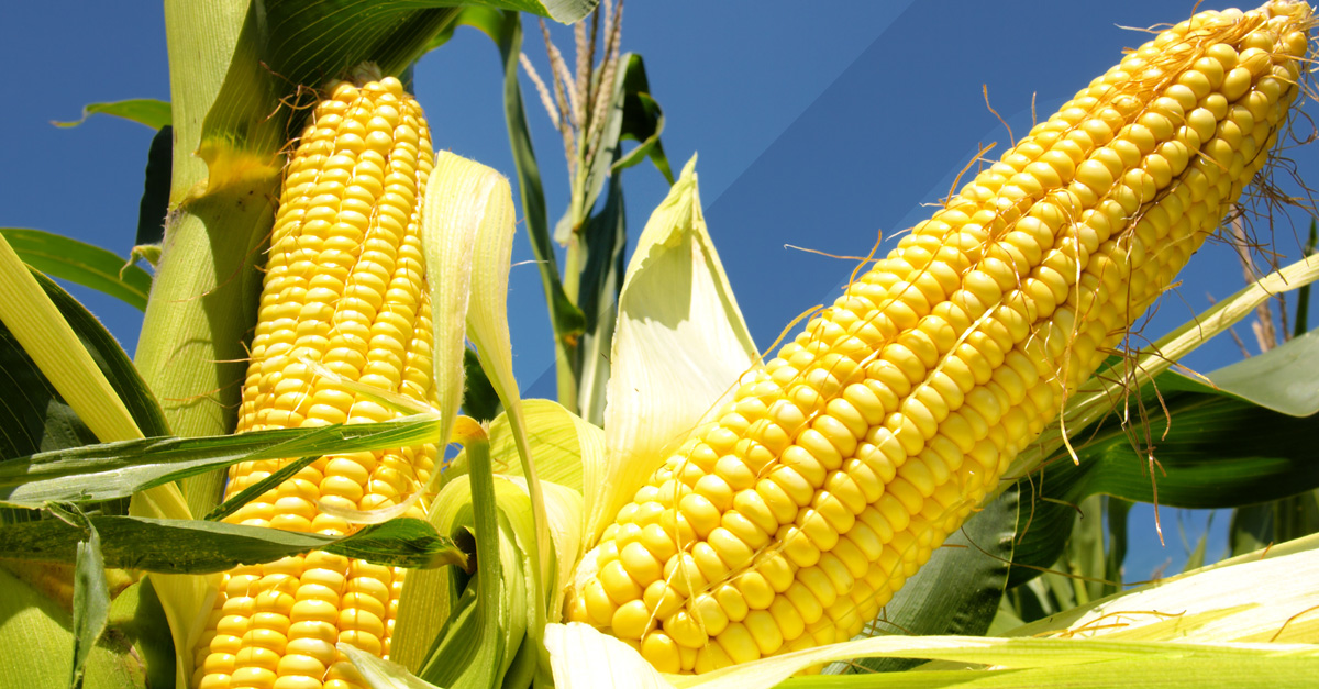 the-influence-of-grain-hardness-on-maize-meal-production