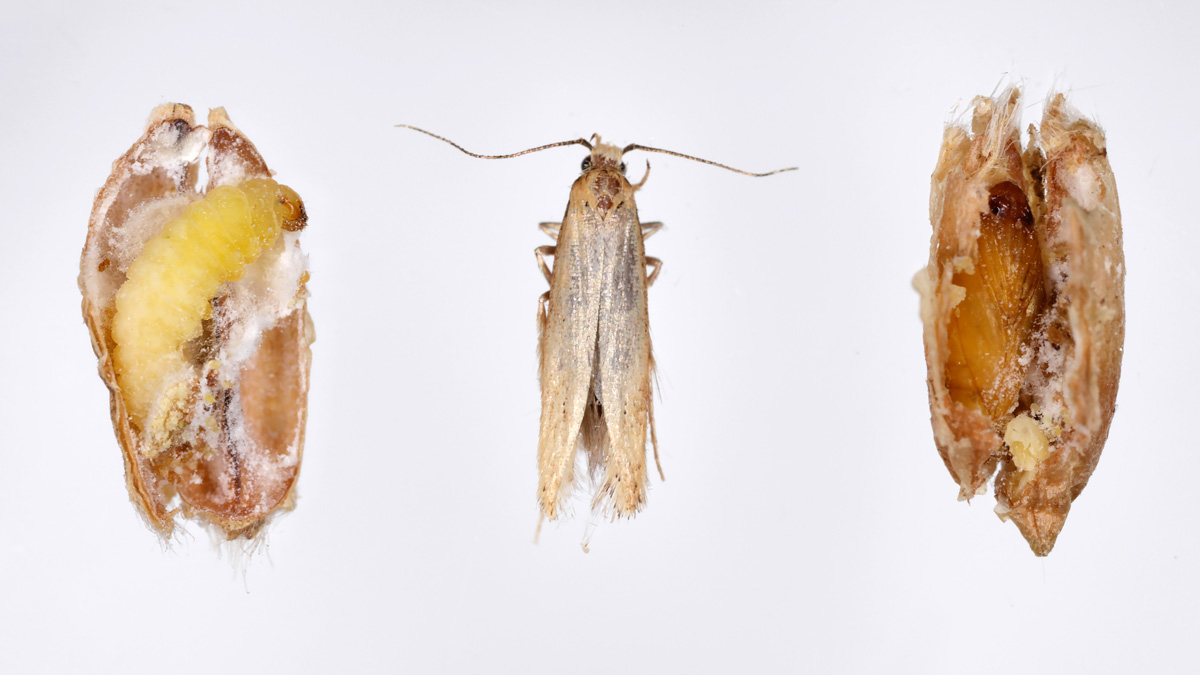 grain moth