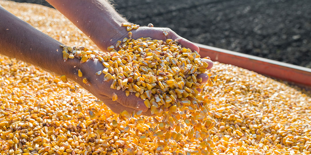 LOOKING FOR THE ADVANTAGE IN MAIZE MEAL PRODUCTION?