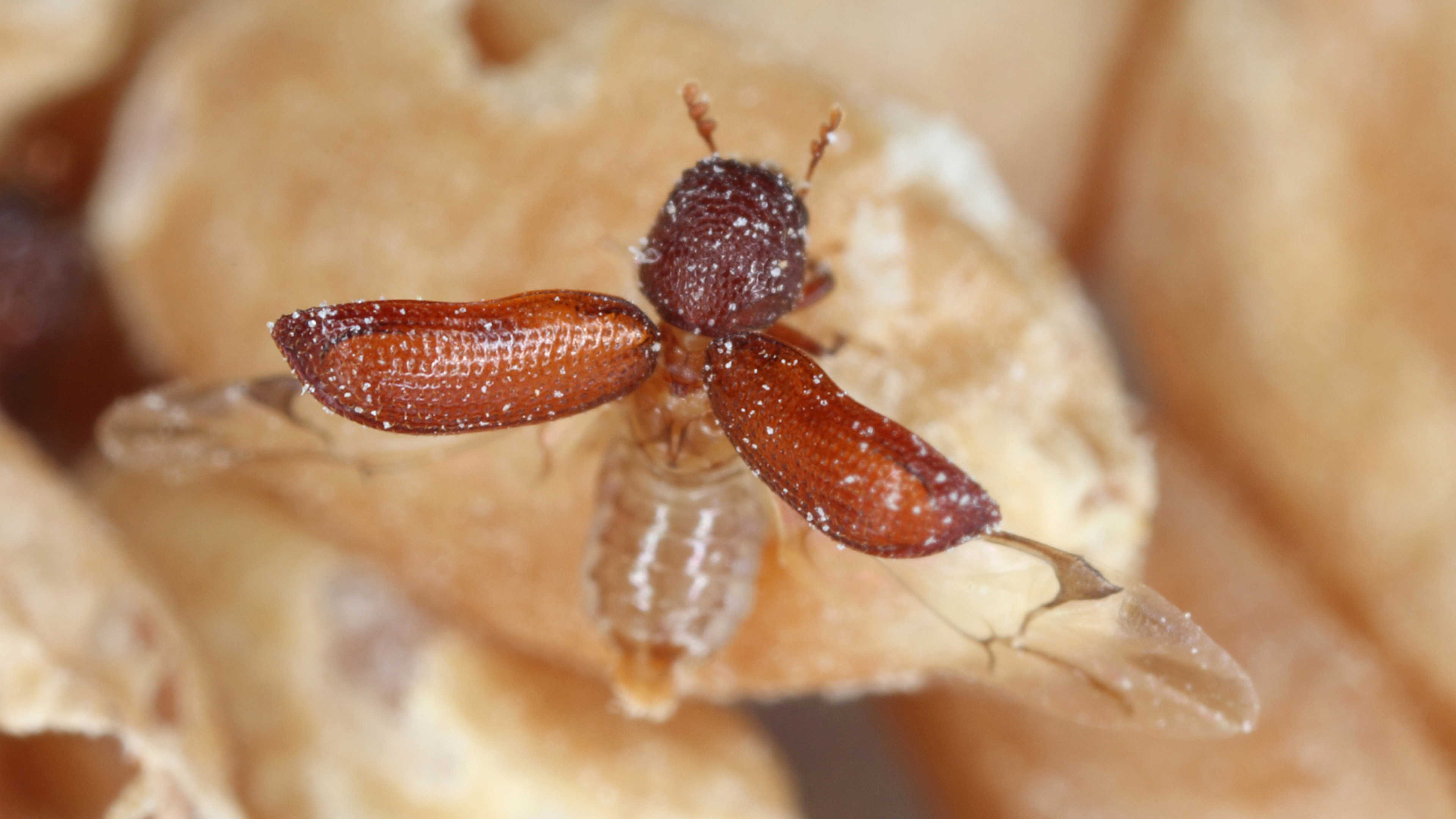 Lesser grain borer - infestation control