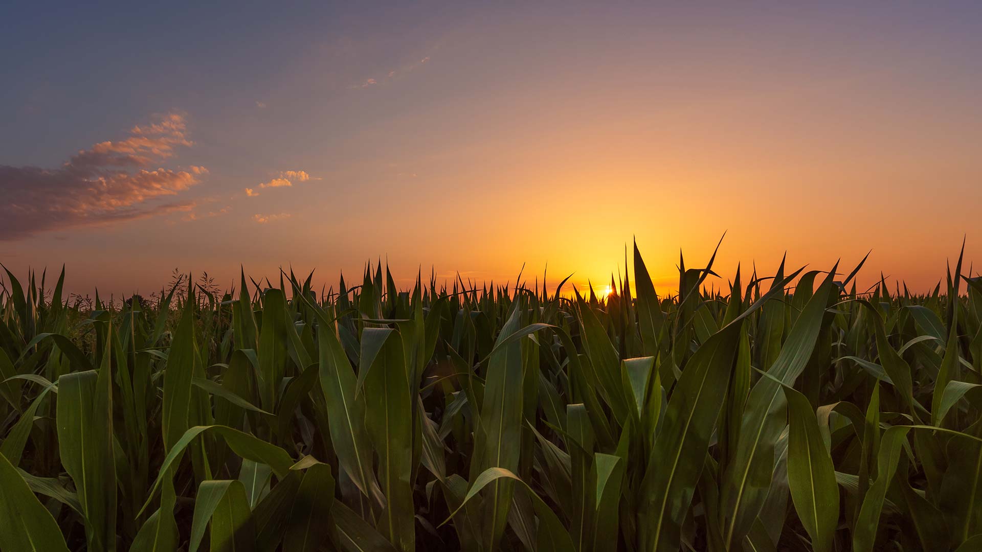 Maize