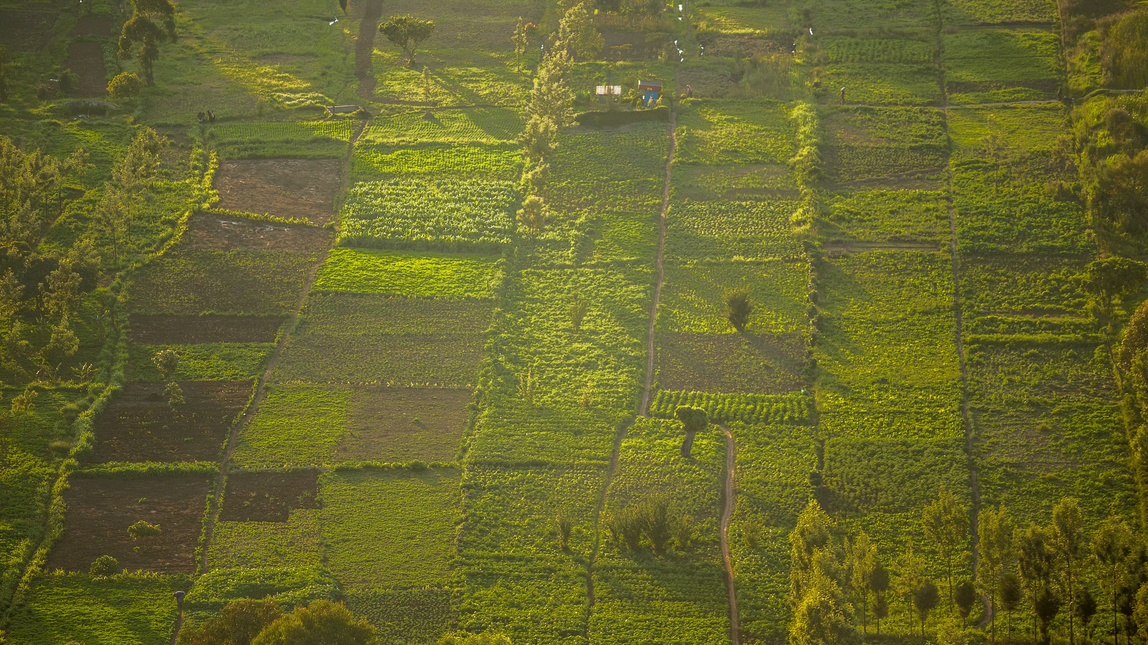 Small patches of agricultural land, subsistence farming