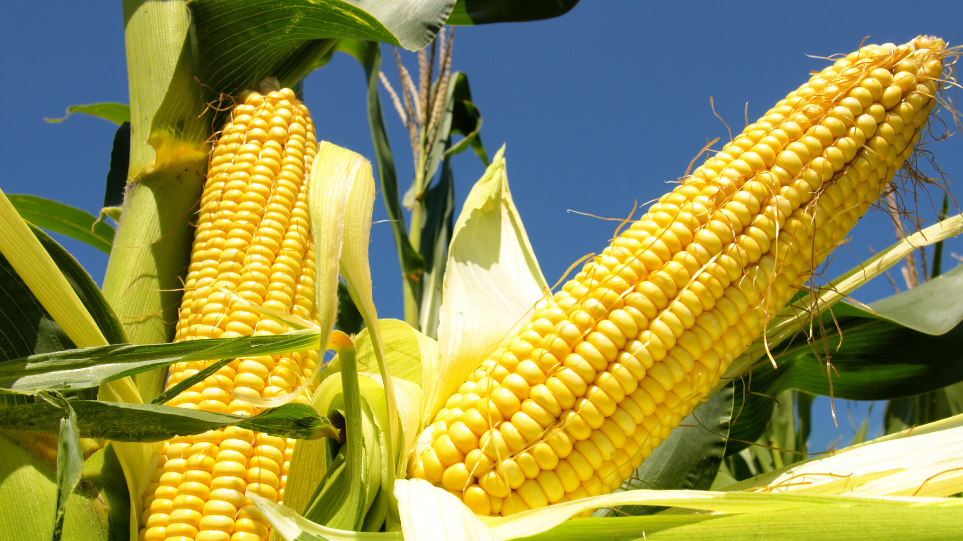 Yellow maize
