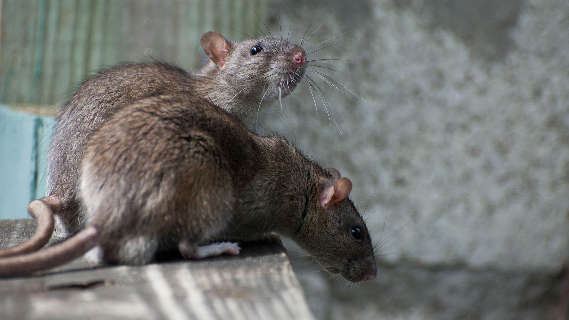pest control - rodents