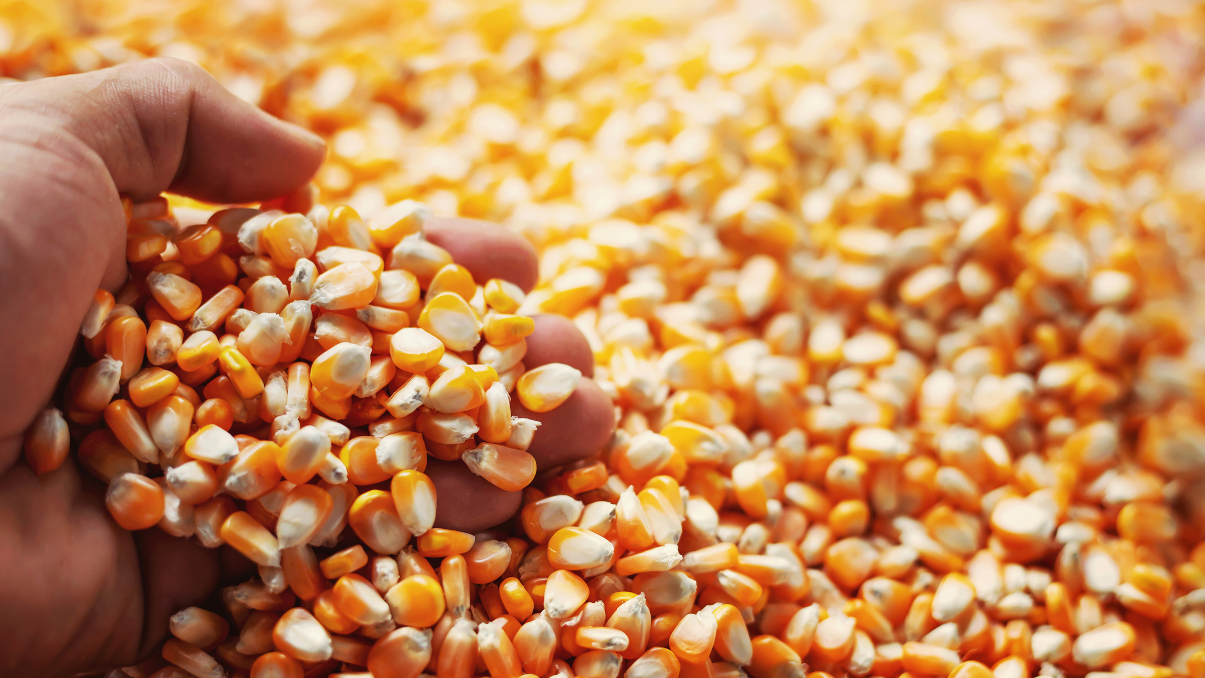 Hand with dried maize 