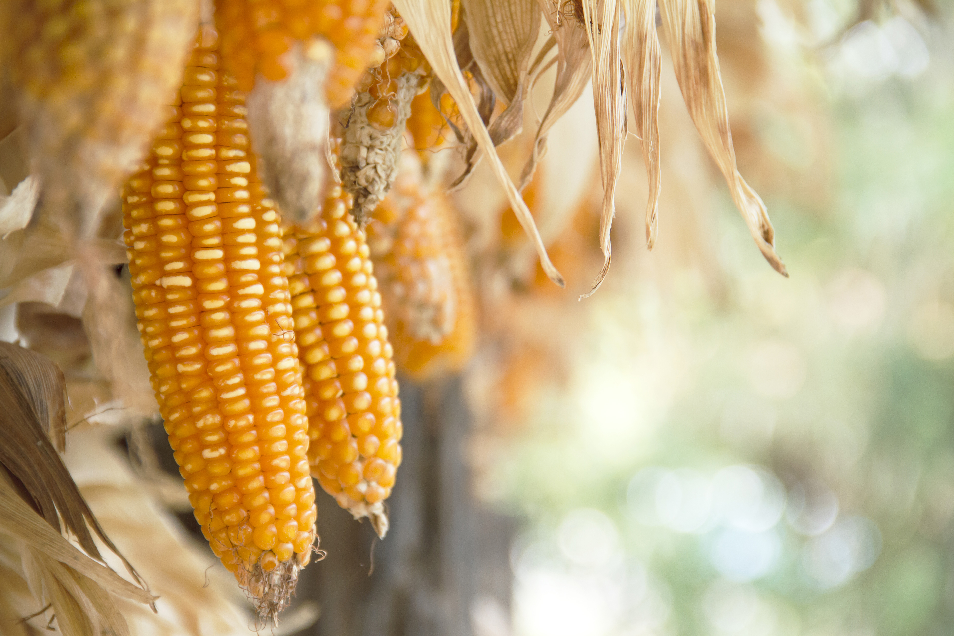 dry corn