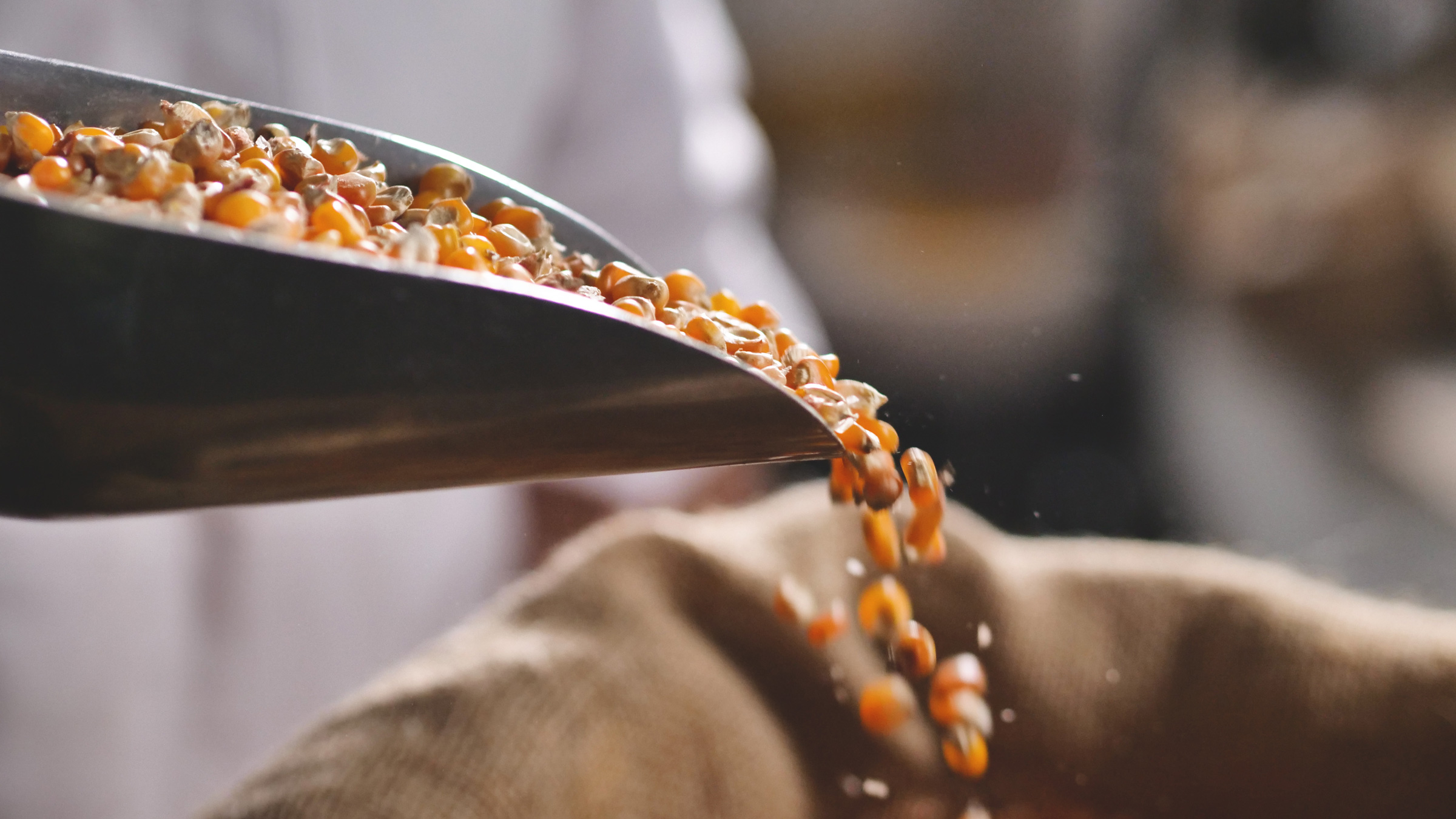 The hardness of maize kernels is important to the miller