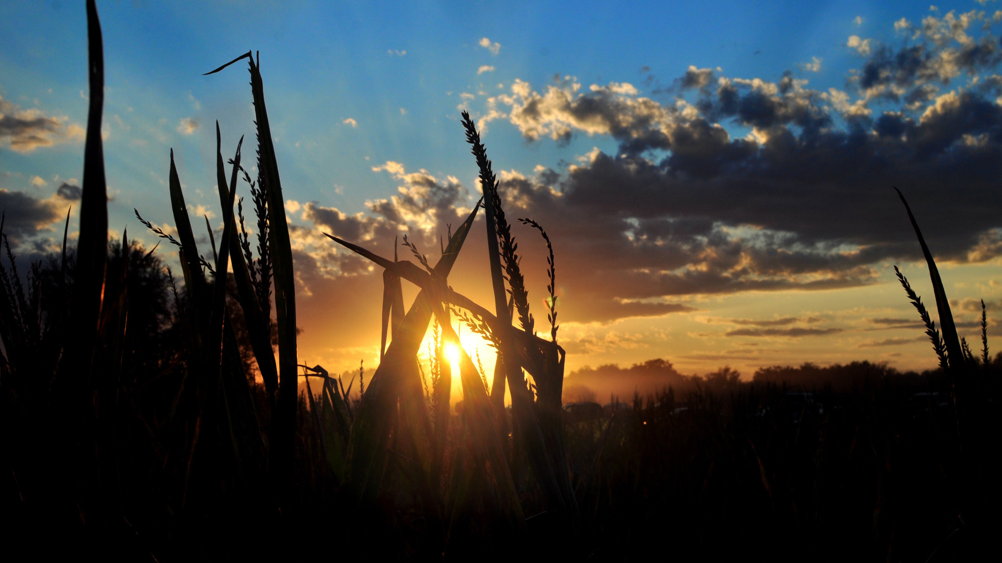 sunset maize field